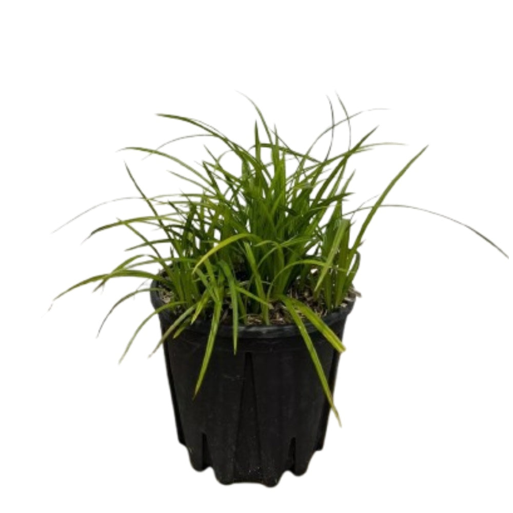 CAREX IRISH GREEN - Carex divulsa