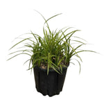 Carica immagine nel visualizzatore Galleria, CAREX OSHIMENSIS &#39;EVERGOLD&#39;
