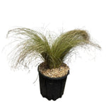 Carica immagine nel visualizzatore Galleria, CAREX &#39;FROSTED CURLS&#39; - Carex comans
