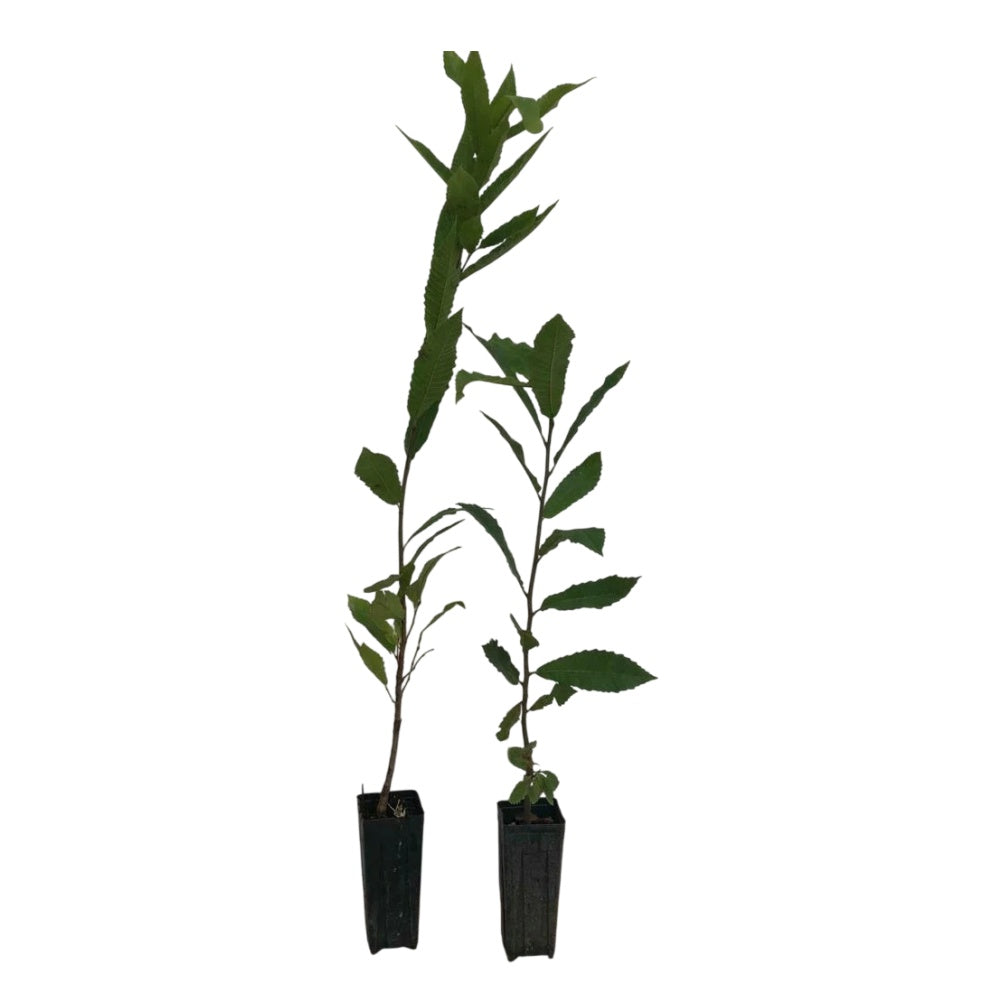 CASTAGNO COMUNE - Castanea sativa