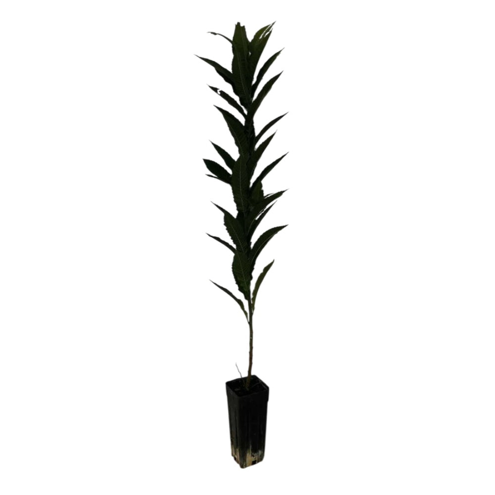 CASTAGNO COMUNE - Castanea sativa