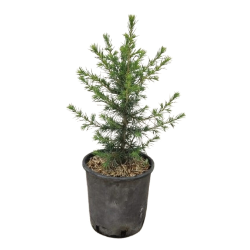 CEDRO DELL’ATLANTE - Cedrus atlantica