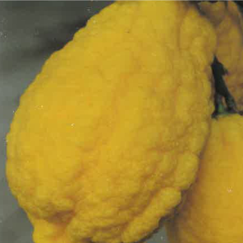 CEDRO - Citrus medica