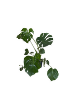 Carica immagine nel visualizzatore Galleria, MONSTERA DELICIOSA V.17
