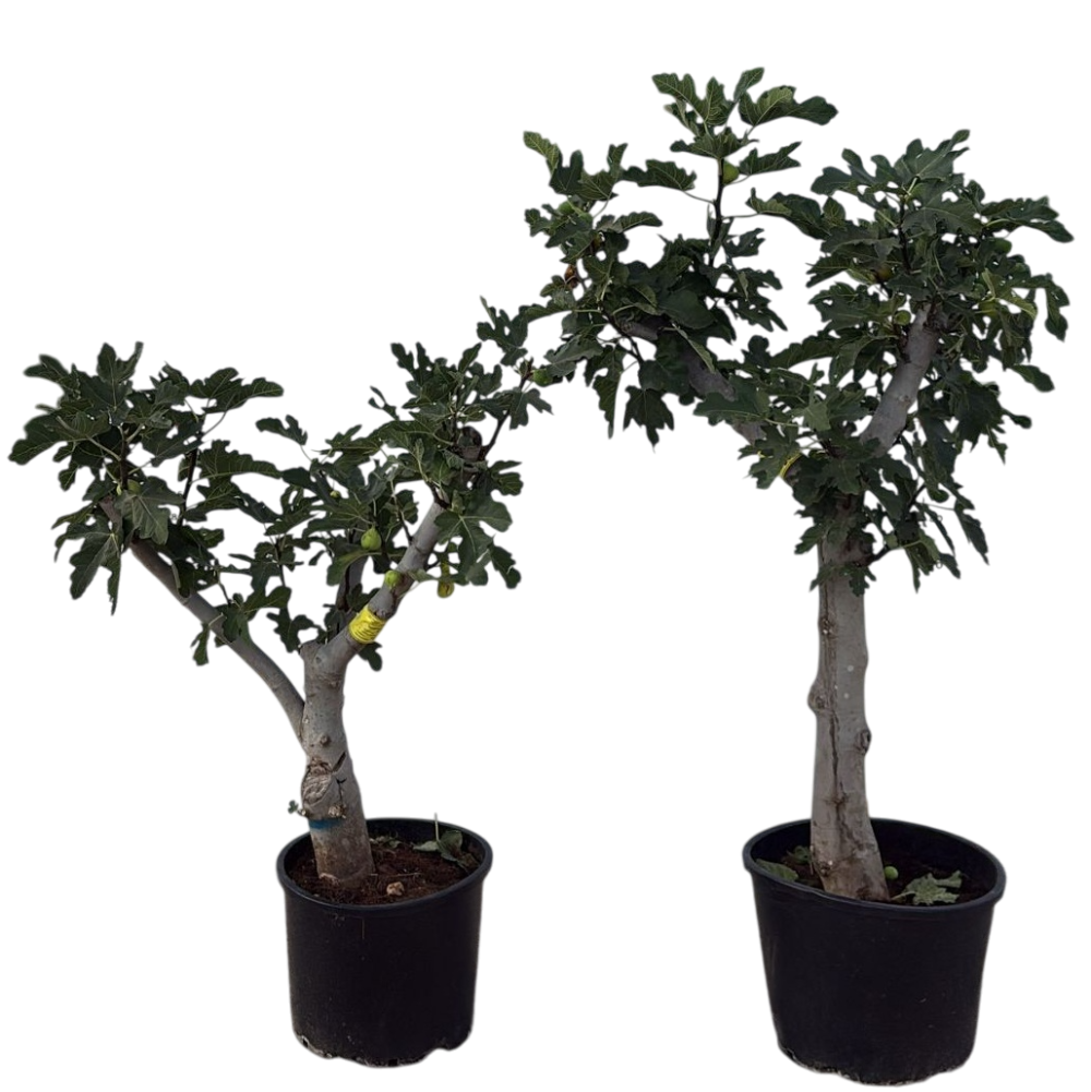 PIANTA di FICO in mastello 35 C.T. da 25 a 35 cm
