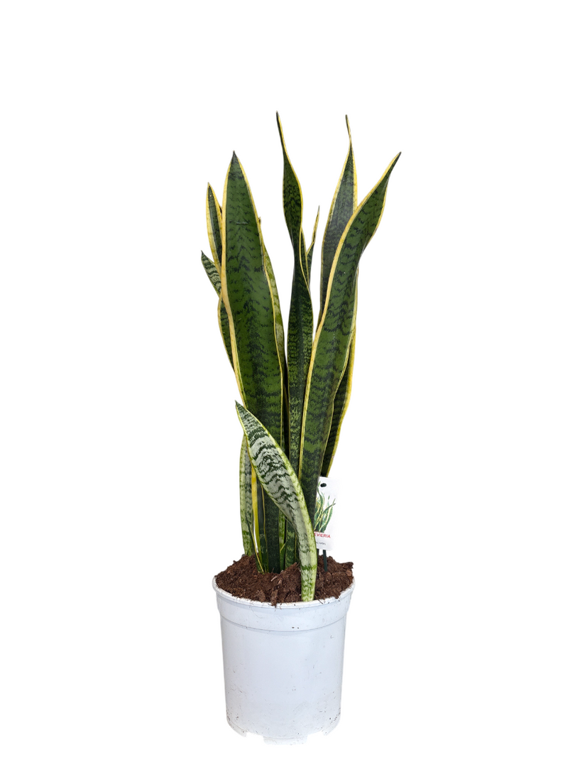 Sanseveria