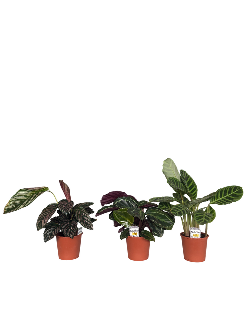 Calathea mix v14 - Calathea spp.