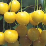Carica immagine nel visualizzatore Galleria, CILIEGIA BIANCA DI VERONA - Prunus avium

