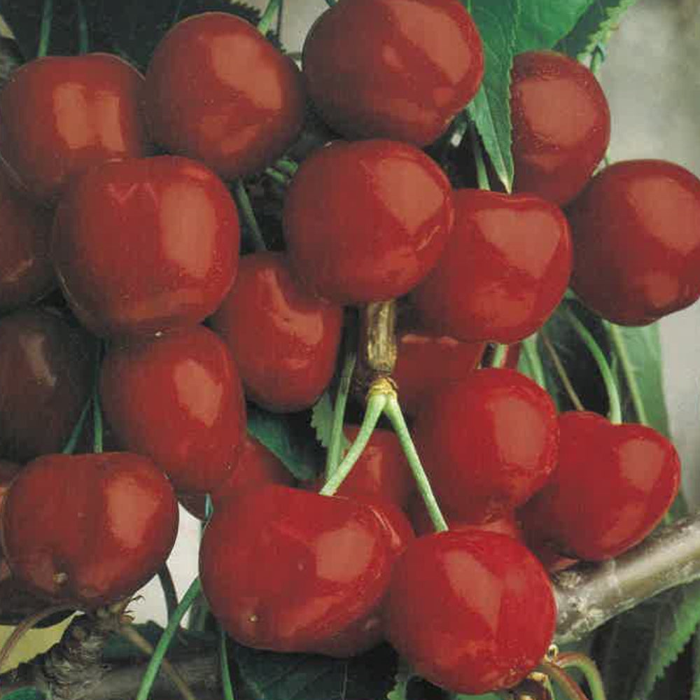 CILIEGIA BIGARREAU MOREAU - Prunus avium