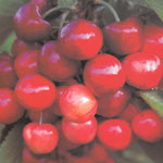 Carica immagine nel visualizzatore Galleria, CILIEGIA NAPOLEON - Prunus avium
