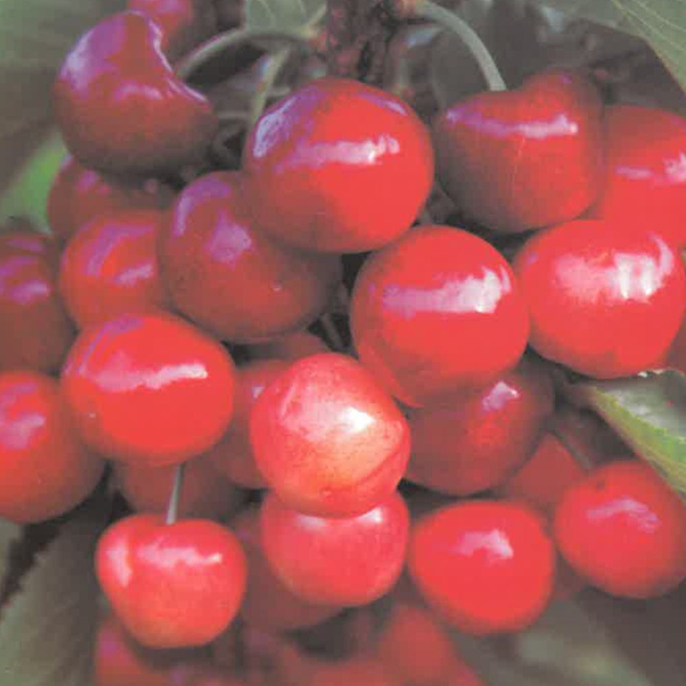 CILIEGIA NAPOLEON - Prunus avium