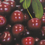 Carica immagine nel visualizzatore Galleria, CILIEGIA FERROVIA - Prunus avium
