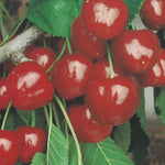 Carica immagine nel visualizzatore Galleria, CILIEGIA GIORGIA - Prunus avium
