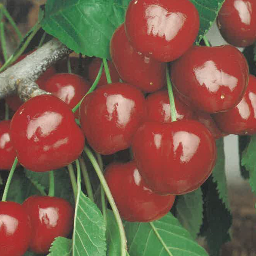 CILIEGIA GIORGIA - Prunus avium