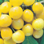 Carica immagine nel visualizzatore Galleria, CILIEGIA BIANCA IMPERIALE - Prunus avium
