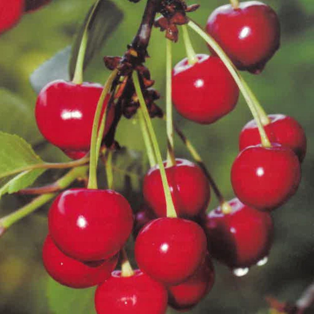CILIEGIA MORETTA DI VIGNOLA - Prunus avium