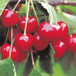Carica immagine nel visualizzatore Galleria, CILIEGIA STELLA - Prunus avium
