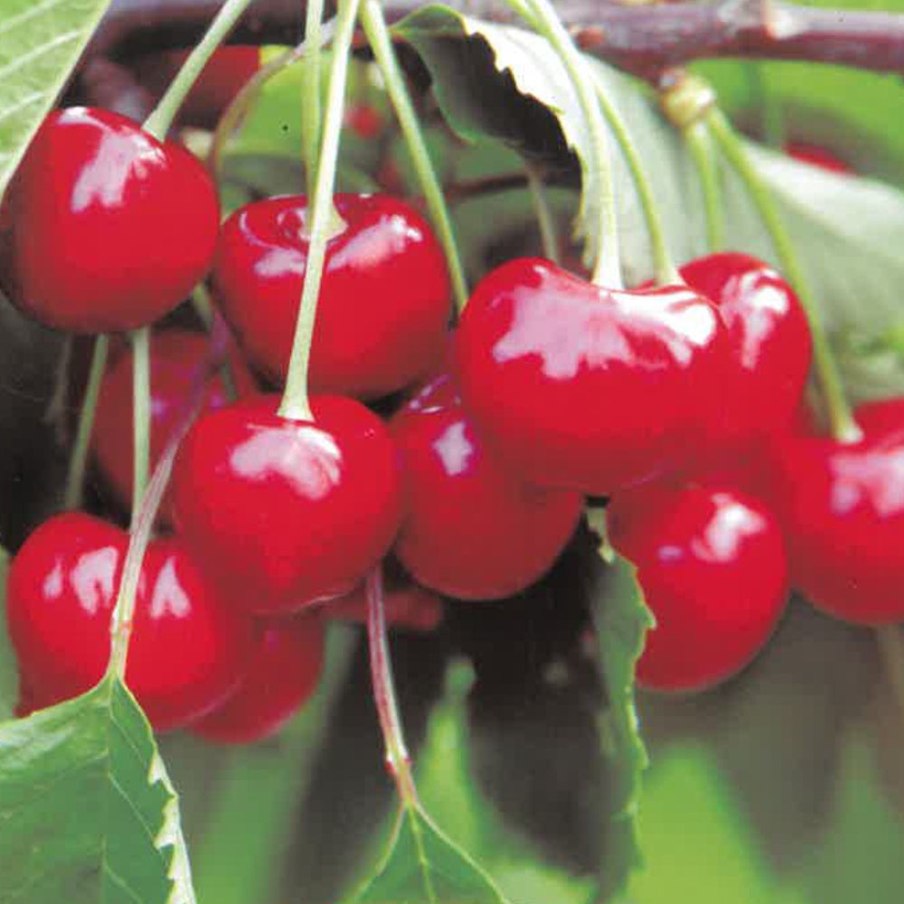 CILIEGIA STELLA - Prunus avium