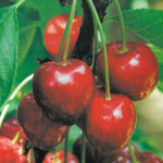 Carica immagine nel visualizzatore Galleria, CILIEGIA SUMMIT - Prunus avium
