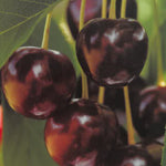 Carica immagine nel visualizzatore Galleria, CILIEGIA TARDIVA DI LUGLIO - Prunus avium
