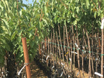 Carica immagine nel visualizzatore Galleria, CILIEGIA AMARENA VISCIOLA - Prunus cerasus
