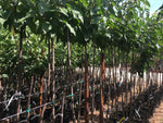 Carica immagine nel visualizzatore Galleria, CILIEGIA MORETTA DI VIGNOLA - Prunus avium

