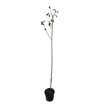 Carica immagine nel visualizzatore Galleria, CILIEGIO CANINO - Prunus mahaleb
