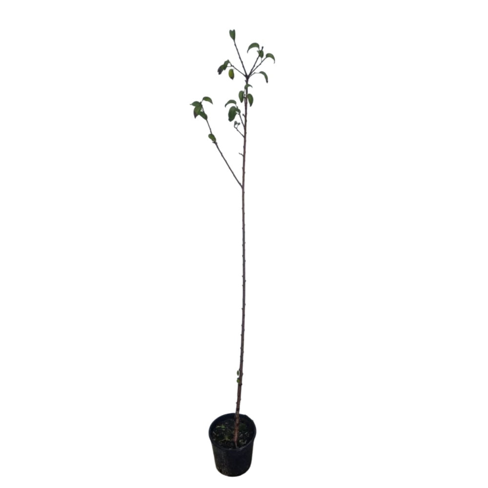 CILIEGIO CANINO - Prunus mahaleb