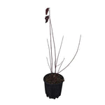 Carica immagine nel visualizzatore Galleria, CORNUS SANGUINEA

