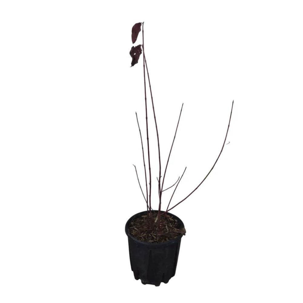 CORNUS SANGUINEA
