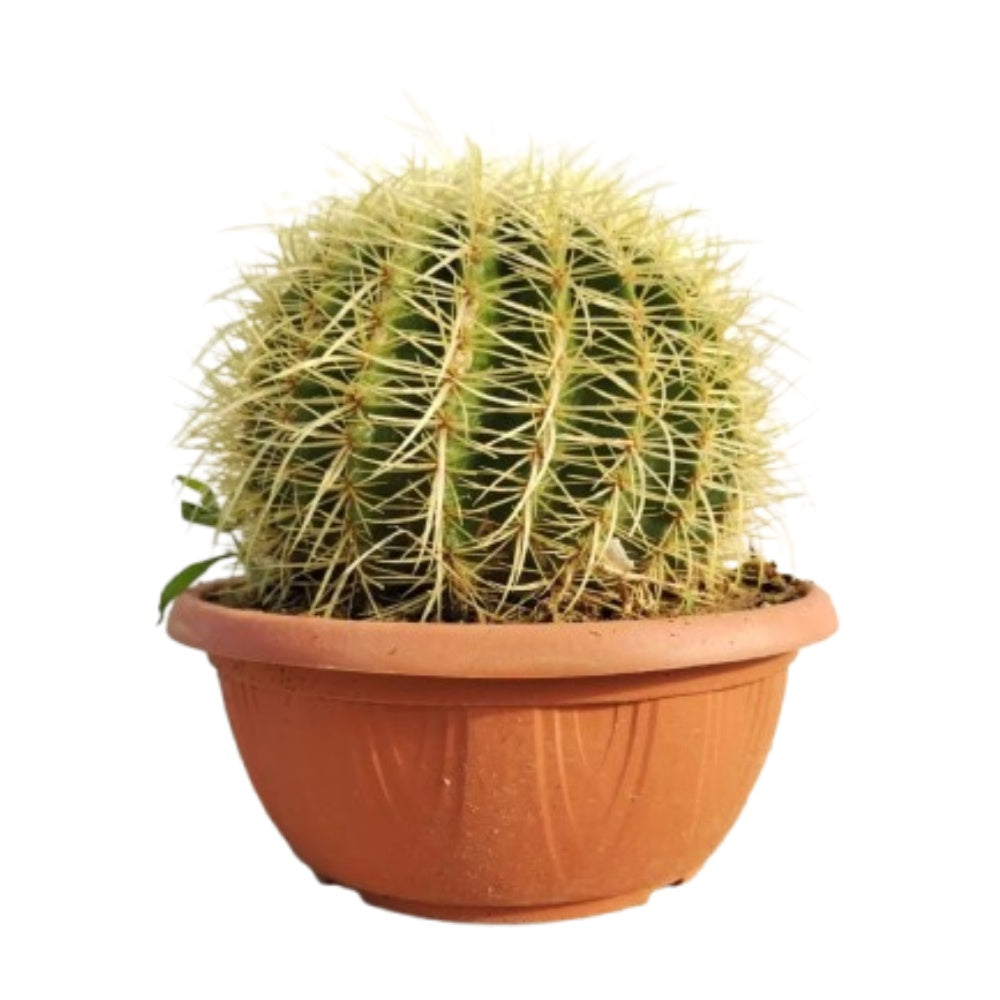CUSCINO DELLA SUOCERA - Echinocactus grusonii