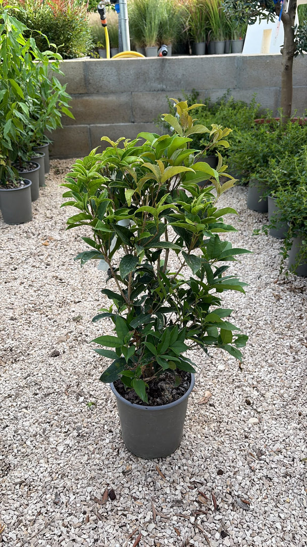 OSMANTHUS V.19