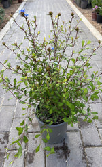 Carica immagine nel visualizzatore Galleria, CERATOSTIGMA WILLMOTIANU V.19
