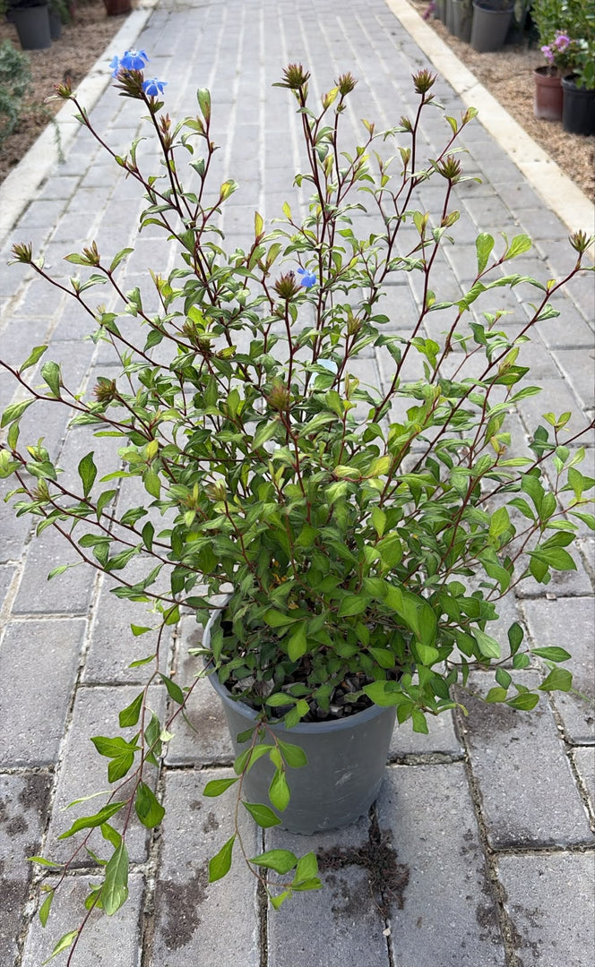 CERATOSTIGMA WILLMOTIANU V.19