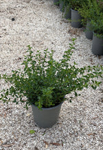 Carica immagine nel visualizzatore Galleria, CEANOTHUS V.19