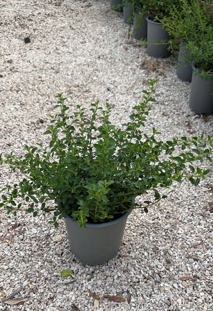 CEANOTHUS V.19