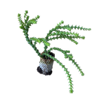 Carica immagine nel visualizzatore Galleria, Cosima - Crassula Hybrida (in alveolo)
