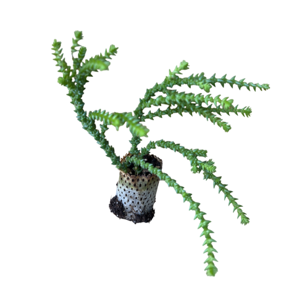Cosima - Crassula Hybrida (in alveolo)
