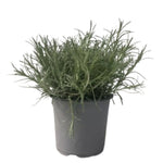 Carica immagine nel visualizzatore Galleria, ELICRISO ITALICO - Helichrysum italicum
