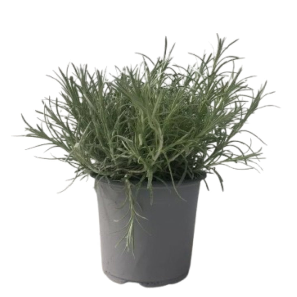 ELICRISO ITALICO - Helichrysum italicum