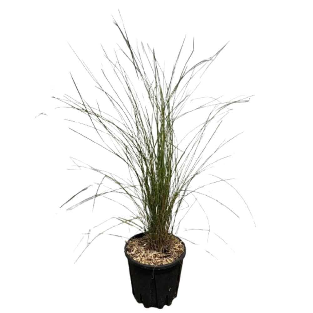 ERBA DEI CAPELLI ROSA, MUHLENBERGIA - Muhlenbergia capillaris