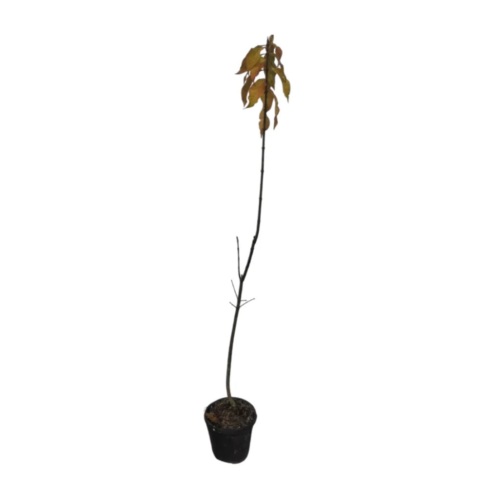 EUONYMUS EUROPAEUS