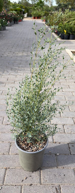 Carica immagine nel visualizzatore Galleria, EUCALIPTO FRANX BLUE V.19