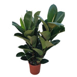 Carica immagine nel visualizzatore Galleria, FICUS ROBUSTA - Ficus elastica
