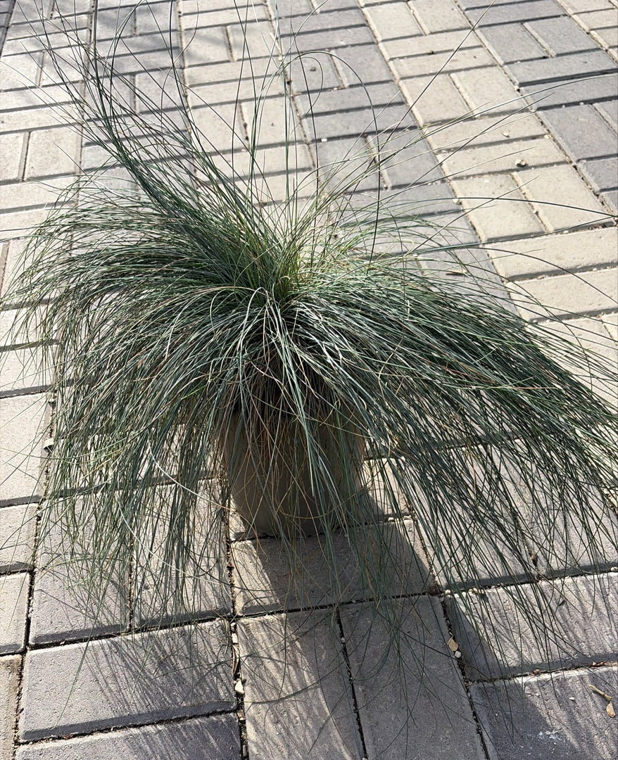 FESTUCA GLAUCA V.19