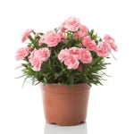 Carica immagine nel visualizzatore Galleria, GAROFANO - Dianthus caryophyllus
