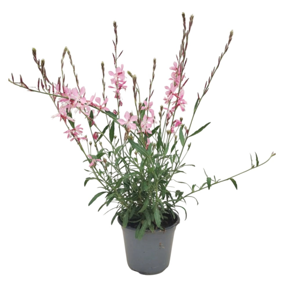 GAURA LINDHEIMERI