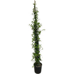 Carica immagine nel visualizzatore Galleria, GELSOMINO RAMPICANTE - Rhyncospermum jasminoides
