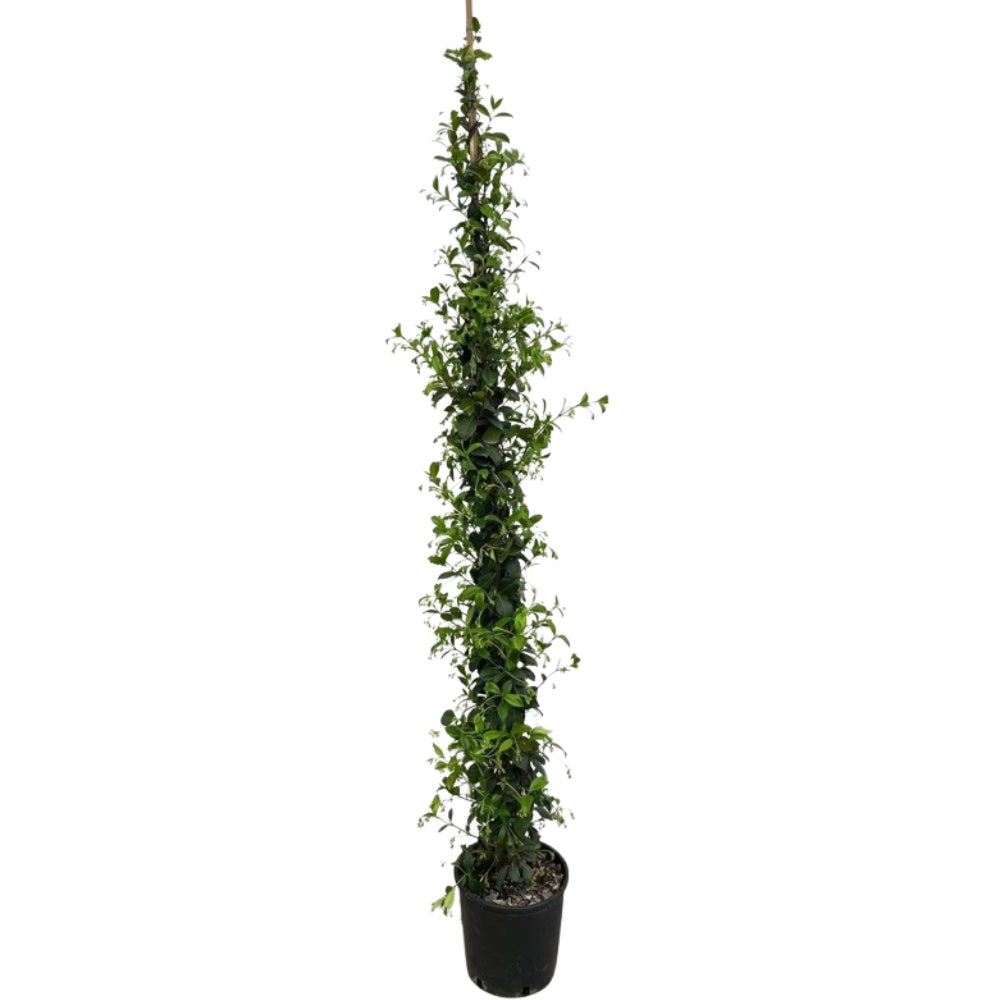 GELSOMINO RAMPICANTE - Rhyncospermum jasminoides