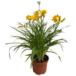 Carica immagine nel visualizzatore Galleria, GIGLIO DIURNO - Hemerocallis (genere)
